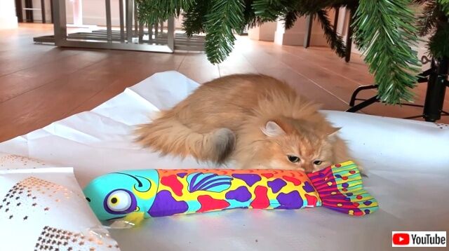 catsconquerxmaspres1_640