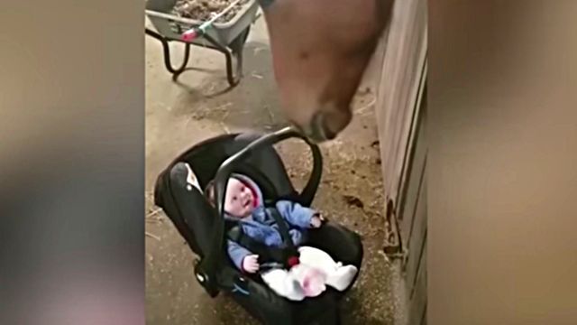 horsenbaby1