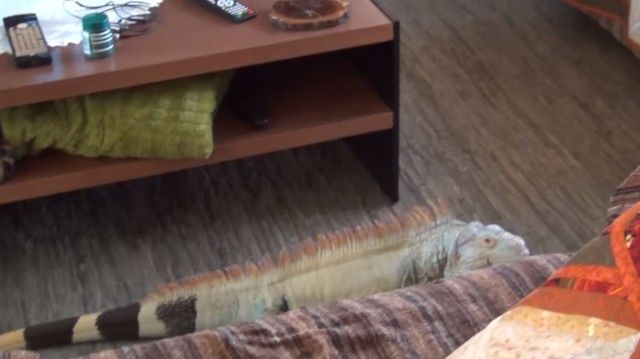 iguana1_e