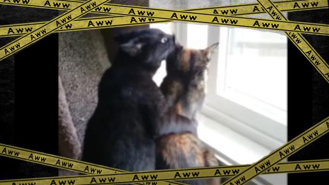 cats-f [www-frame
