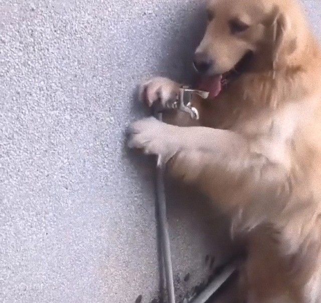 dogprearepool4_e