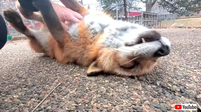 foxes5_640