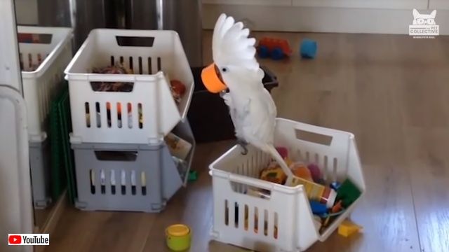 petsntoys4_640