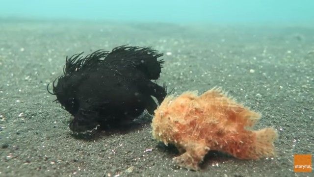 frogfish2_e