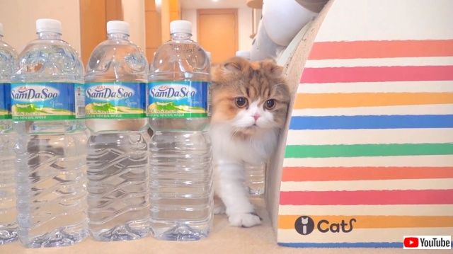 catsnbottles4_640