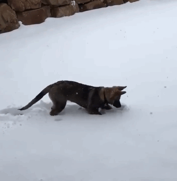 funny-animals-first-snow-cats-dogs30