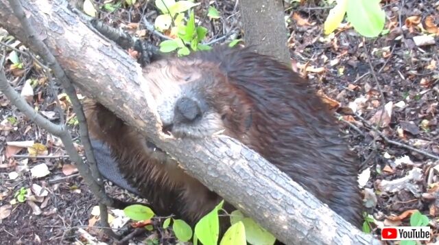 beaver7_640