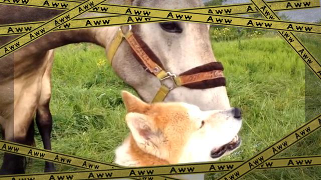 dogandhorse [www-frame