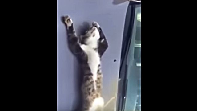 catonthecar4