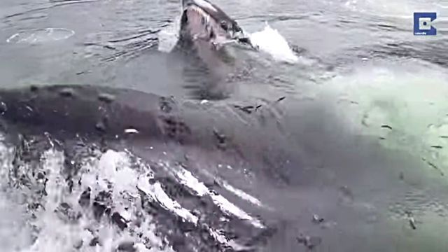 jumpingwhale3
