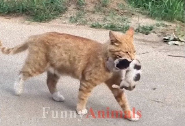 mothercats5_e