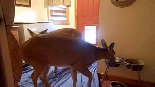 deer3
