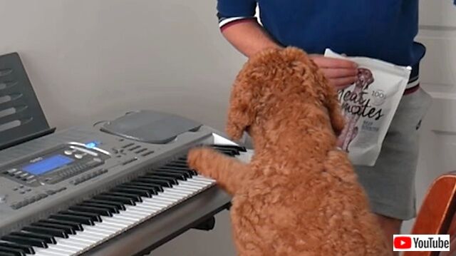 pianodog2_640