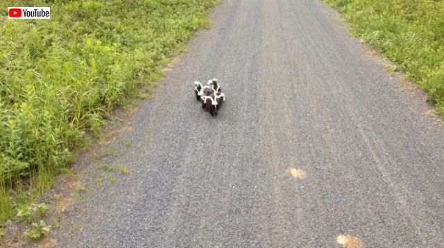 skunks1_batch