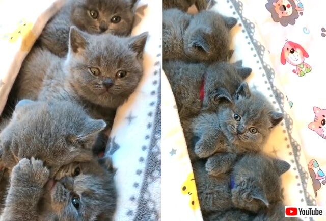 cuddlykitten3_640