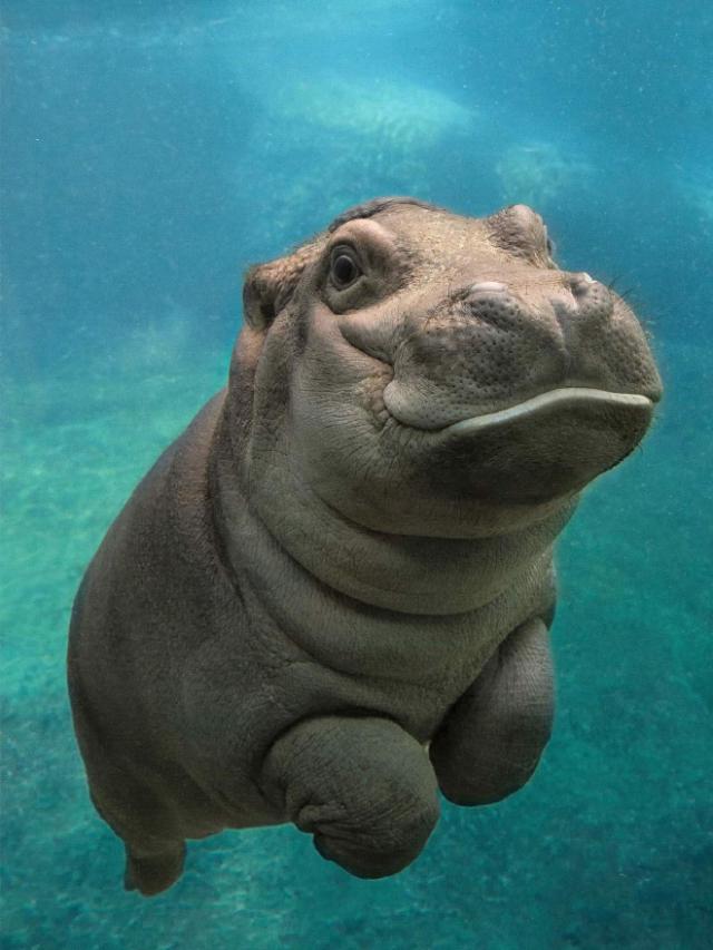 動物画像無料 トップ100 カバ 画像 可愛い 動物画像無料 トップ100 カバ 画像 可愛い