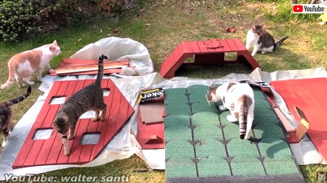 catshouse1_640