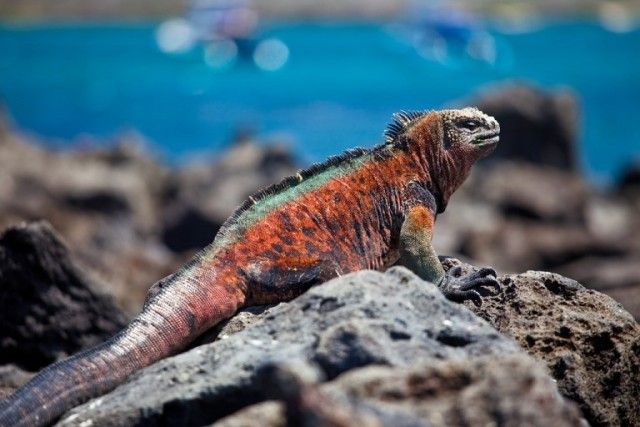 Marine-Iguana-4-768x512_e