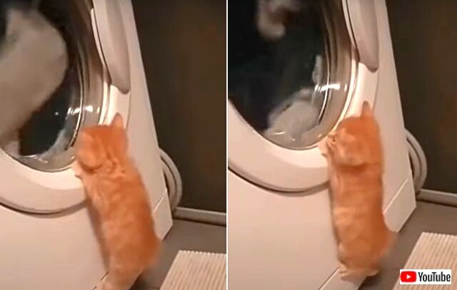 cutettkitten1_640