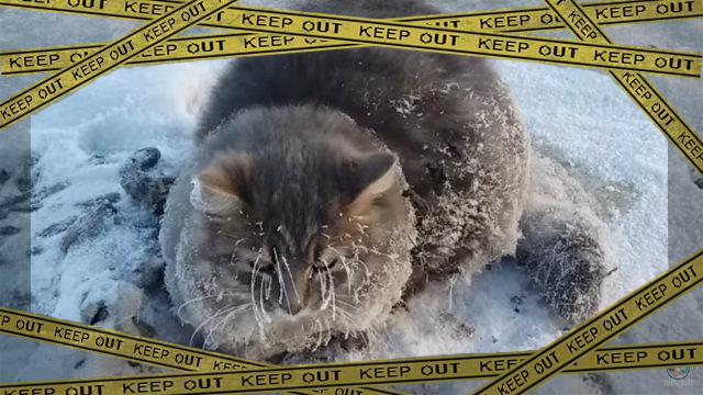 frozencat1-frame