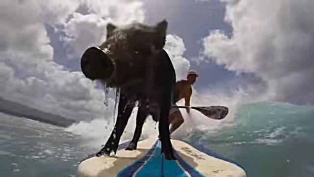 surfingpig4