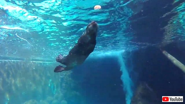 seaotterssplendor7_640