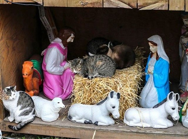 cats-crashing-nativity-scenes-113-5a27cbbf9bd24__605_e