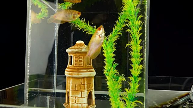 multileveltank7