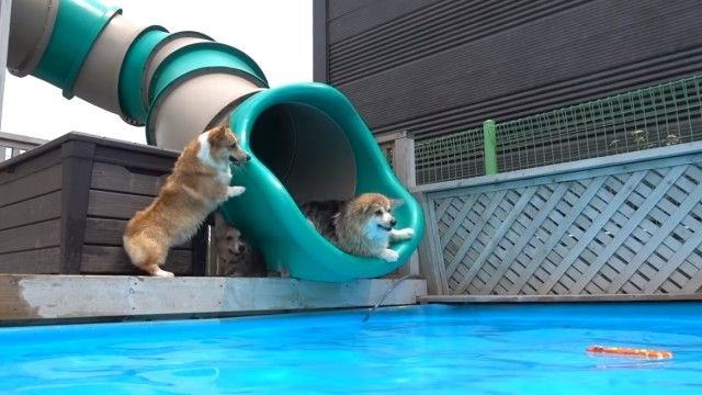 corgiswiming5_e