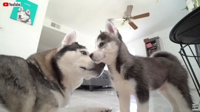 ハスキーのゴハンがパパになった？初めて対面する子犬とおっかなびっくり追いかけっこ