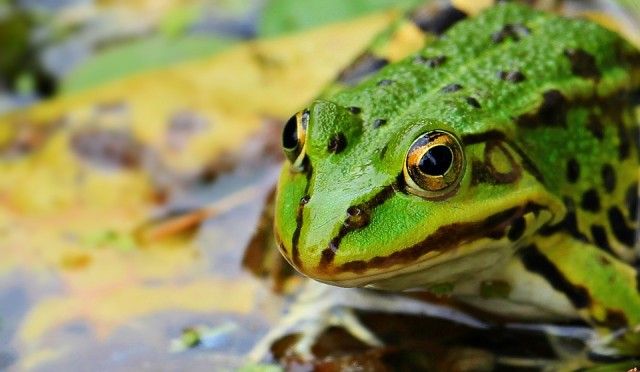 frog-1530803_960_720_e