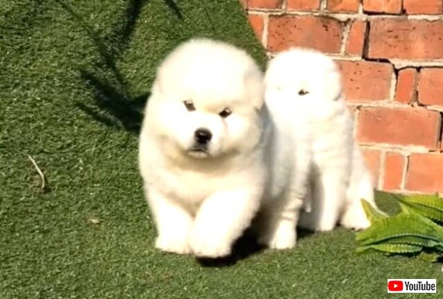 fluffybear1_640