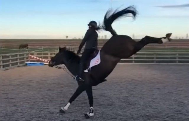 funnyhorses9_e