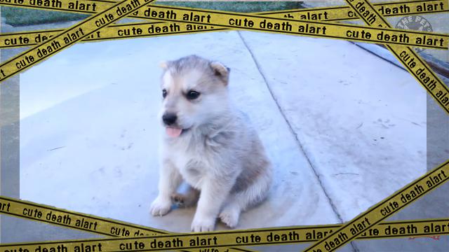 puppy-f [www-frame