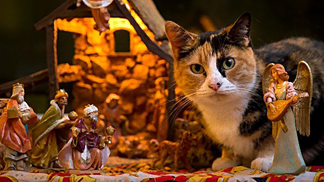 cats-crashing-nativity-scenes-105-5a27c7bdb597b__605_ea