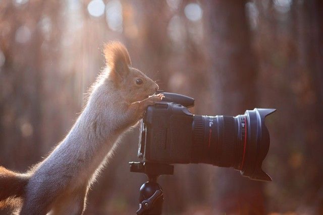 squirrel-photography-russia-vadim-trunov-12_e