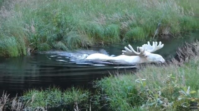 whitemoose2_e