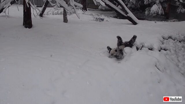 snowpanda3_640