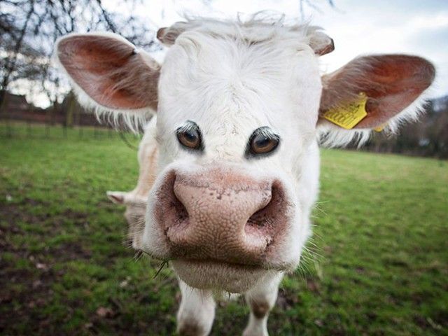 front-eyes17_e