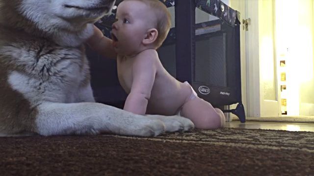 babyndog3