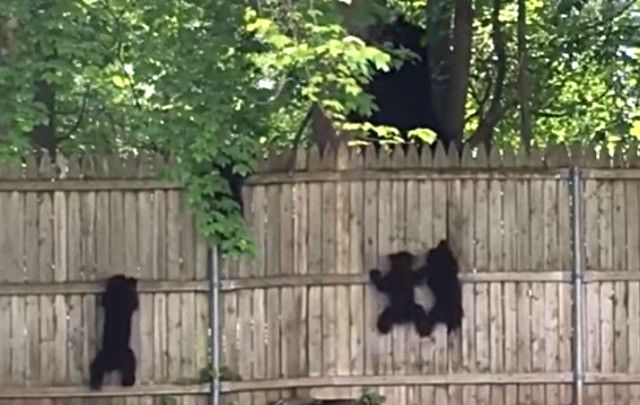 bearsbears1_e