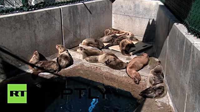 sealioninrestaurant6