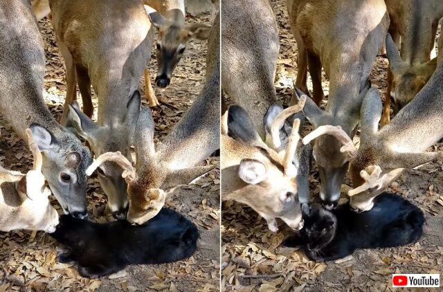 deerlickcat5_640