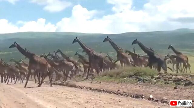 giraffe3_640