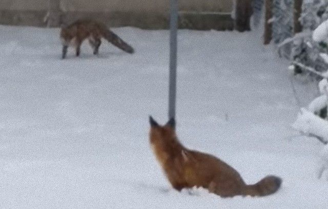 foxinthegarden1_e