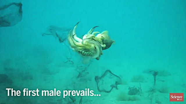 cuttlefish9