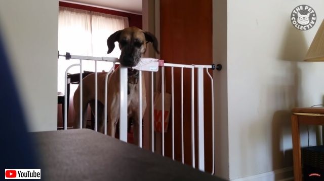 funnyfunnydogs6_batch