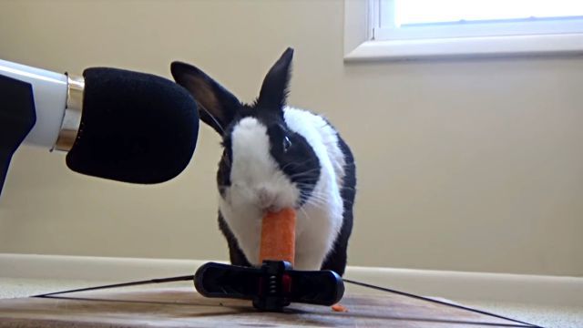 rabbitncarrot3