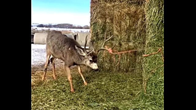 deerrescue2