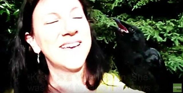 babycrows4_e